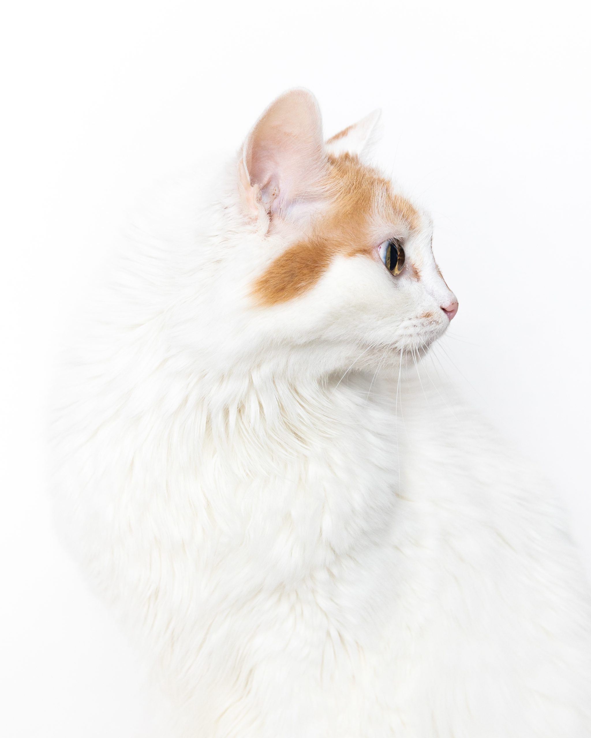 Weiß-rote Katze im Profil vor weißem Hintergrund – Katzenfotos im Studio Wien