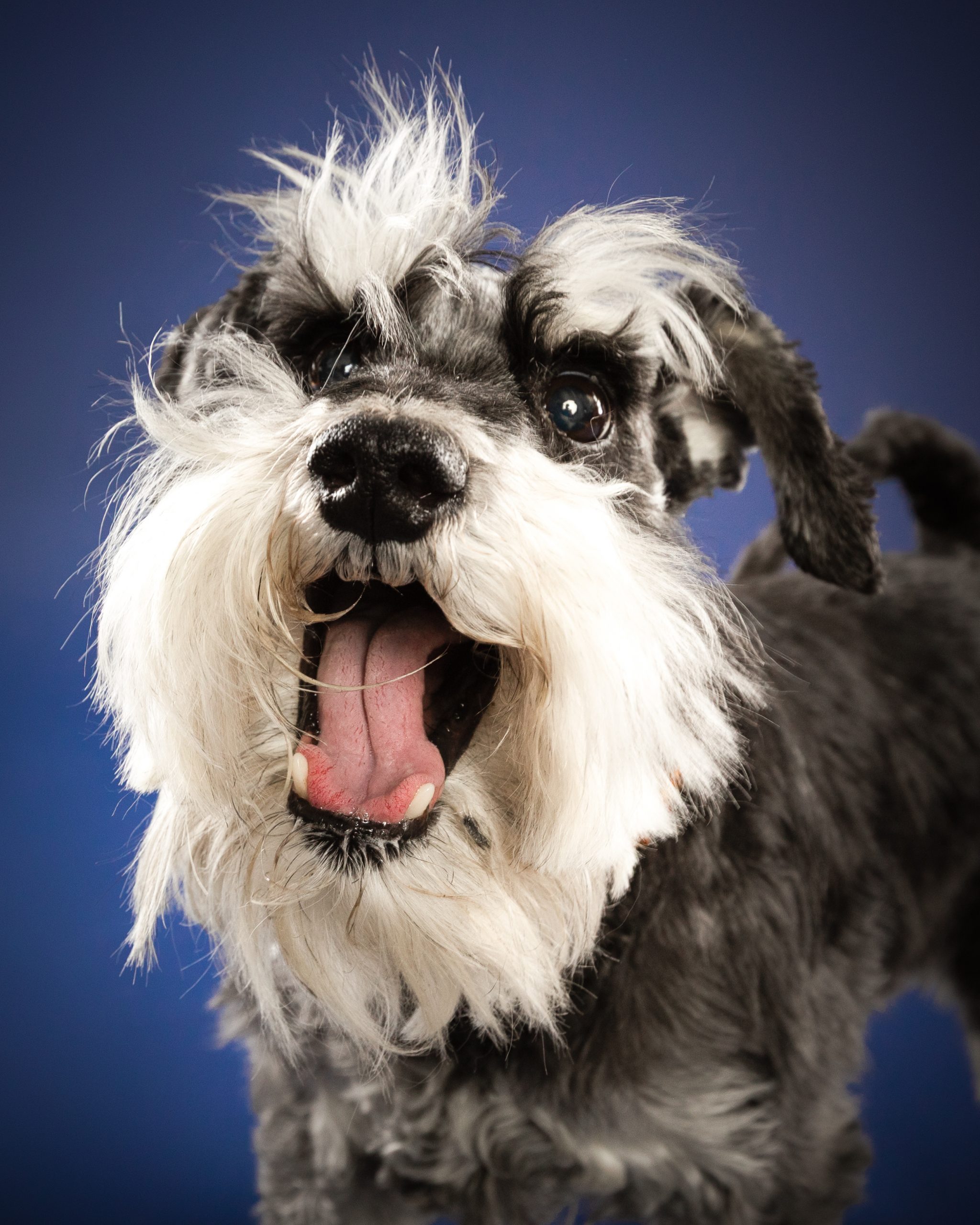 Schnauzer mit herausgestreckter Zunge vor blauem Hintergrund – lustige Hundefotos Wien