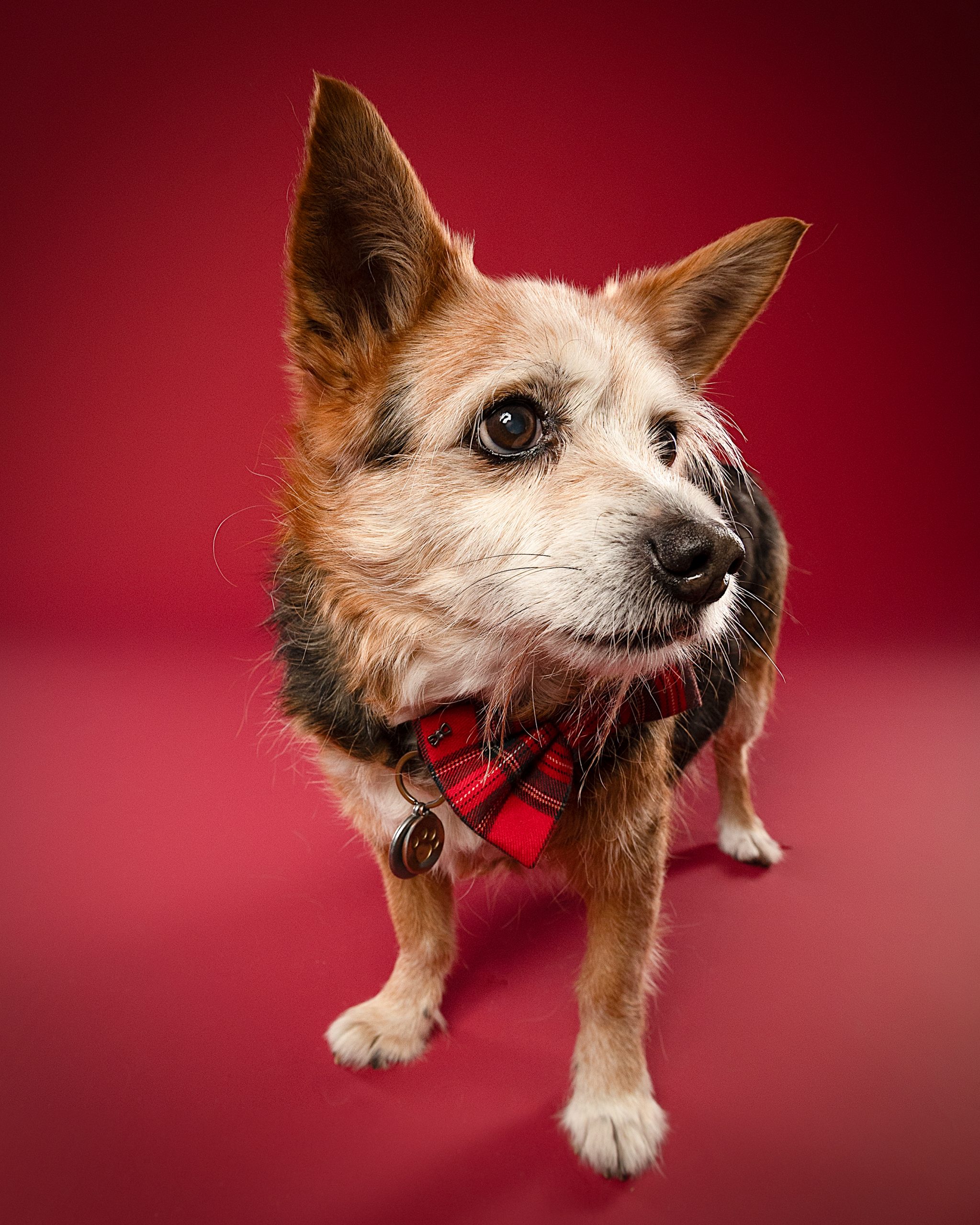 Kleiner Hund mit rotem Halstuch vor rotem Hintergrund – Hundefotograf Wien