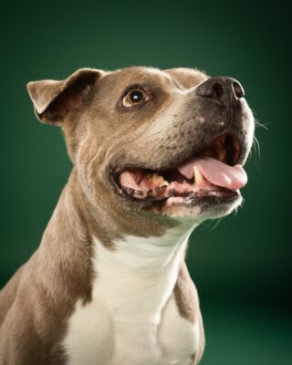 Coco, grau-weißer Staffordshire-Mix, vor grünem Hintergrund – Tierfotografie PetPortraits Wien
