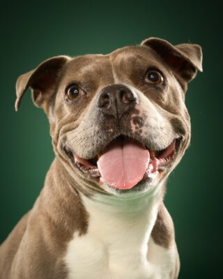 Coco, grau-weißer Staffordshire-Mix, vor grünem Hintergrund – Tierfotografie PetPortraits Wien