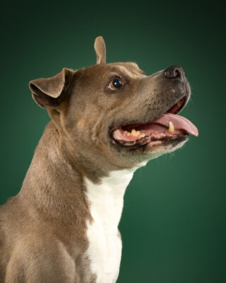 Coco, grau-weißer Staffordshire-Mix, vor grünem Hintergrund – Tierfotografie PetPortraits Wien