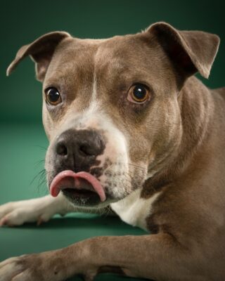 Coco, grau-weißer Staffordshire-Mix, vor grünem Hintergrund – Tierfotografie PetPortraits Wien