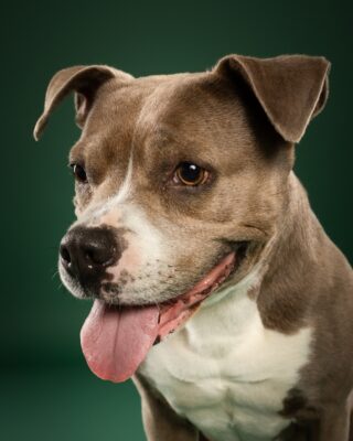 Coco, grau-weißer Staffordshire-Mix, vor grünem Hintergrund – Tierfotografie PetPortraits Wien