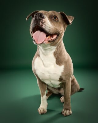 Coco, grau-weißer Staffordshire-Mix, vor grünem Hintergrund – Tierfotografie PetPortraits Wien