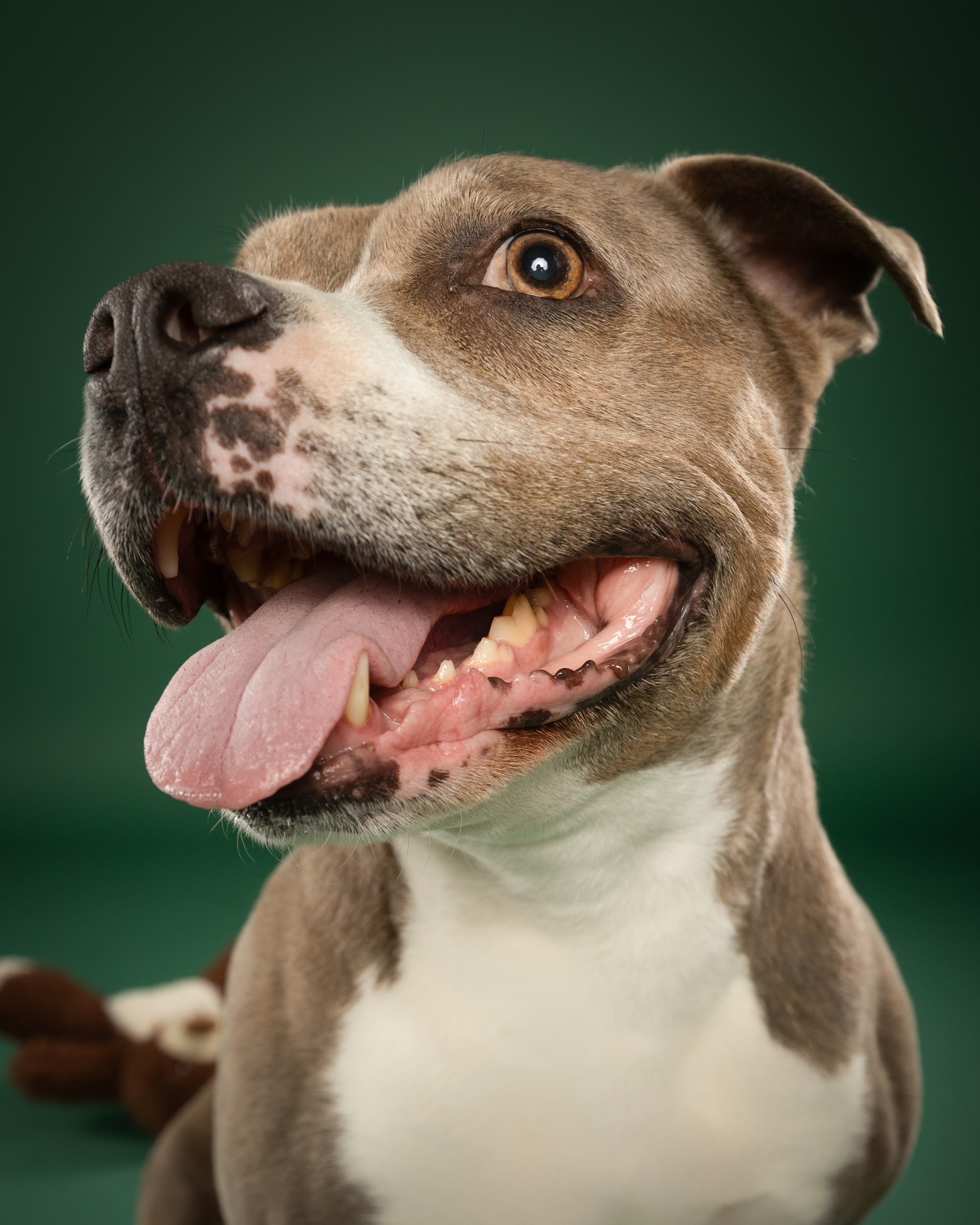 Coco, grau-weißer Staffordshire-Mix, vor grünem Hintergrund – Tierfotografie PetPortraits Wien