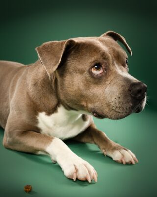Coco, grau-weißer Staffordshire-Mix, vor grünem Hintergrund – Tierfotografie PetPortraits Wien
