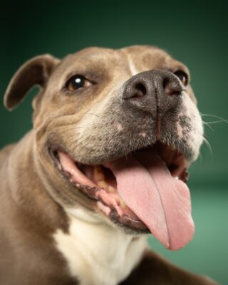 Coco, grau-weißer Staffordshire-Mix, vor grünem Hintergrund – Tierfotografie PetPortraits Wien
