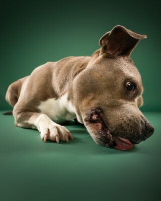Coco, grau-weißer Staffordshire-Mix, vor grünem Hintergrund – Tierfotografie PetPortraits Wien