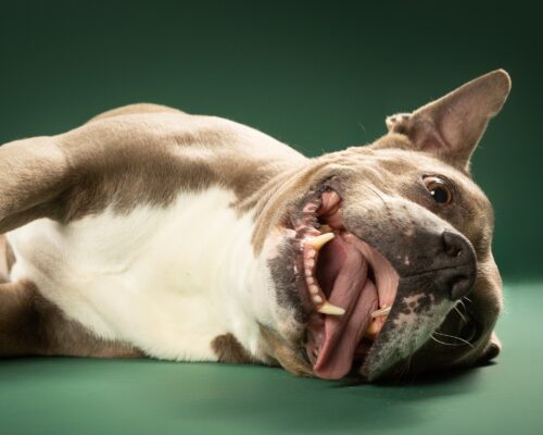 Coco, grau-weißer Staffordshire-Mix, vor grünem Hintergrund – Tierfotografie PetPortraits Wien