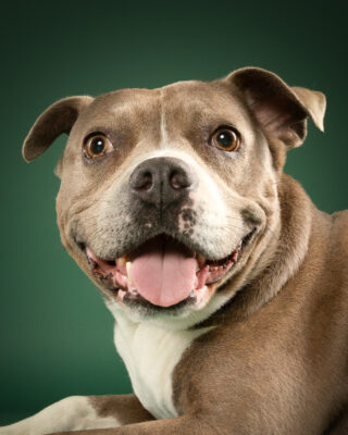 Coco, grau-weißer Staffordshire-Mix, vor grünem Hintergrund – Tierfotografie PetPortraits Wien
