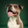 Coco, grau-weißer Staffordshire-Mix, vor dunkelgrünem Hintergrund