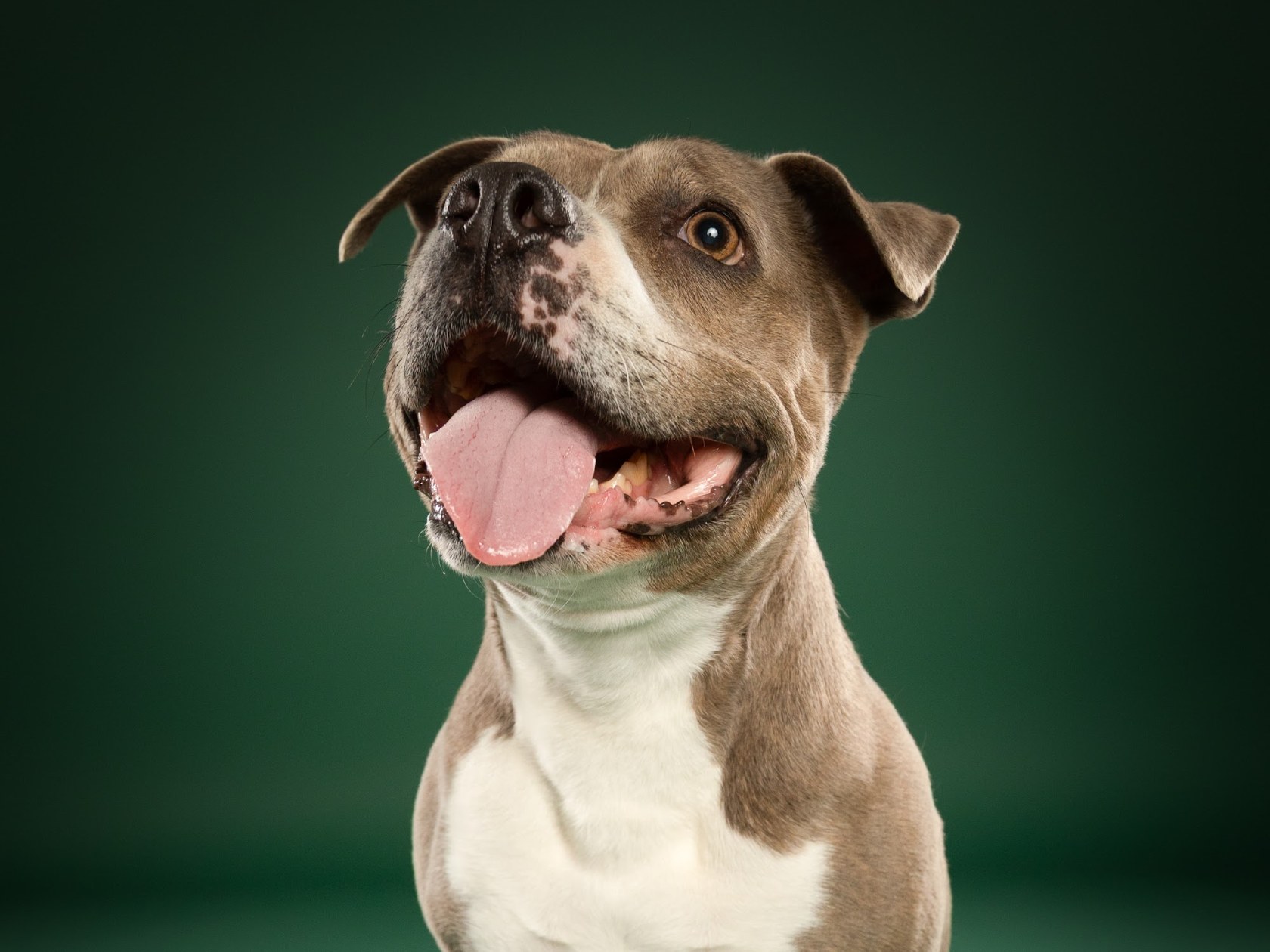Coco, grau-weißer Staffordshire-Mix, vor dunkelgrünem Hintergrund