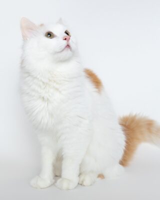 Weiß-rote Katze vor weißem Hintergrund – Tierfotografie PetPortraits Wien