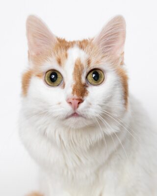 Weiß-rote Katze vor weißem Hintergrund – Tierfotografie PetPortraits Wien