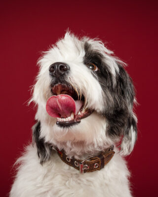Luna, weiß-schwarzer Wuschelhund, vor rotem Hintergrund – Tierfotografie PetPortraits Wien