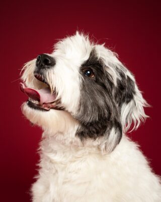 Luna, weiß-schwarzer Wuschelhund, vor rotem Hintergrund – Tierfotografie PetPortraits Wien