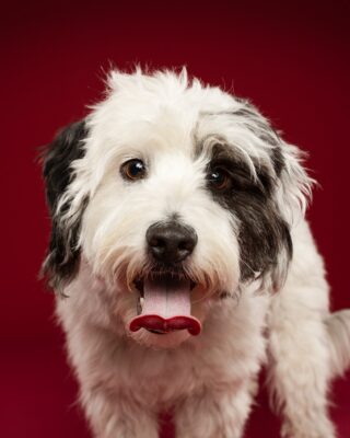 Luna, weiß-schwarzer Wuschelhund, vor rotem Hintergrund – Tierfotografie PetPortraits Wien