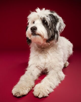 Luna, weiß-schwarzer Wuschelhund, vor rotem Hintergrund – Tierfotografie PetPortraits Wien