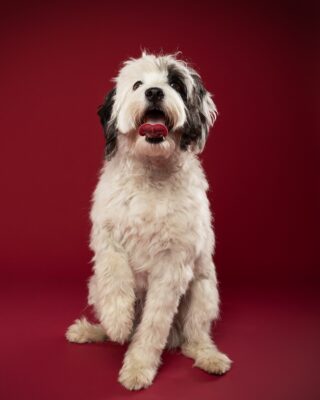 Luna, weiß-schwarzer Wuschelhund, vor rotem Hintergrund – Tierfotografie PetPortraits Wien