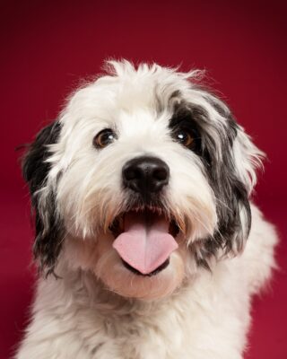 Luna, weiß-schwarzer Wuschelhund, vor rotem Hintergrund – Tierfotografie PetPortraits Wien