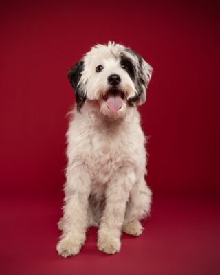 Luna, weiß-schwarzer Wuschelhund, vor rotem Hintergrund – Tierfotografie PetPortraits Wien
