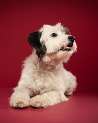 Luna, weiß-schwarzer Wuschelhund, vor rotem Hintergrund – Tierfotografie PetPortraits Wien