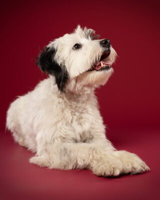 Luna, weiß-schwarzer Wuschelhund, vor rotem Hintergrund – Tierfotografie PetPortraits Wien