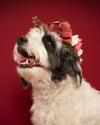 Luna, weiß-schwarzer Wuschelhund, vor rotem Hintergrund – Tierfotografie PetPortraits Wien