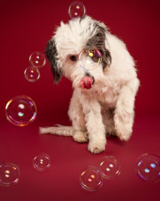 Luna, weiß-schwarzer Wuschelhund, vor rotem Hintergrund – Tierfotografie PetPortraits Wien