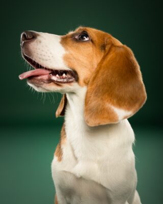 Maple & Goofy – Beagle und schwarzer Senior-Hund vor grünem Hintergrund – Tierfotografie PetPortraits Wien