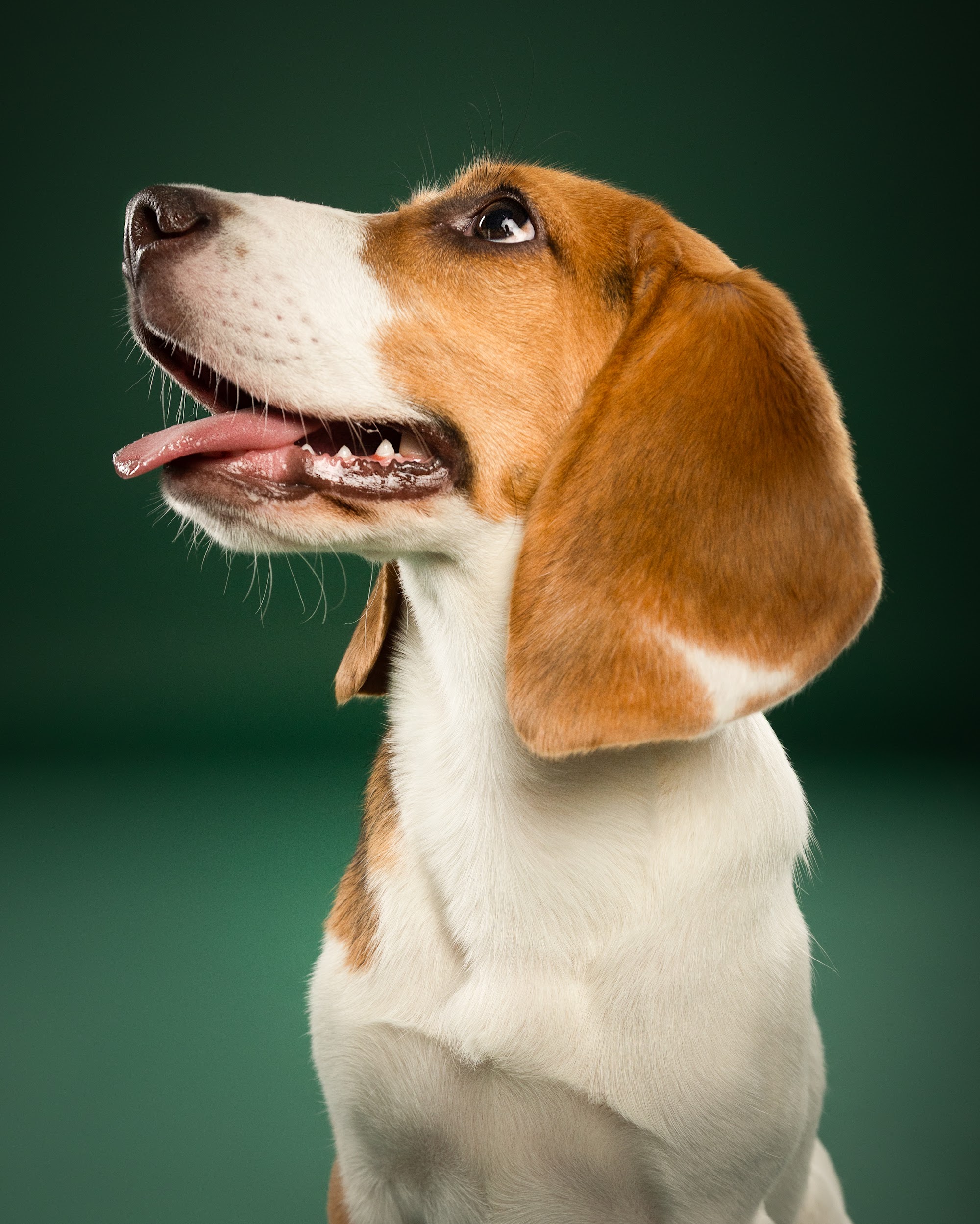 Maple & Goofy – Beagle und schwarzer Senior-Hund vor grünem Hintergrund – Tierfotografie PetPortraits Wien