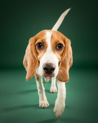 Maple & Goofy – Beagle und schwarzer Senior-Hund vor grünem Hintergrund – Tierfotografie PetPortraits Wien