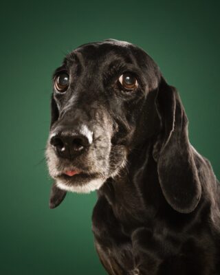 Maple & Goofy – Beagle und schwarzer Senior-Hund vor grünem Hintergrund – Tierfotografie PetPortraits Wien