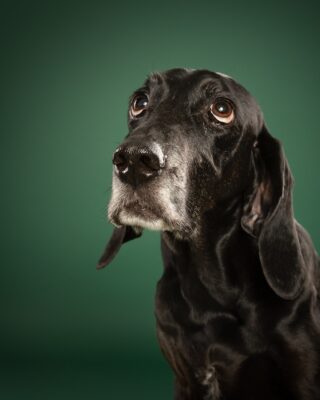 Maple & Goofy – Beagle und schwarzer Senior-Hund vor grünem Hintergrund – Tierfotografie PetPortraits Wien