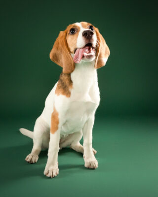 Maple & Goofy – Beagle und schwarzer Senior-Hund vor grünem Hintergrund – Tierfotografie PetPortraits Wien
