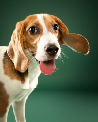 Maple & Goofy – Beagle und schwarzer Senior-Hund vor grünem Hintergrund – Tierfotografie PetPortraits Wien