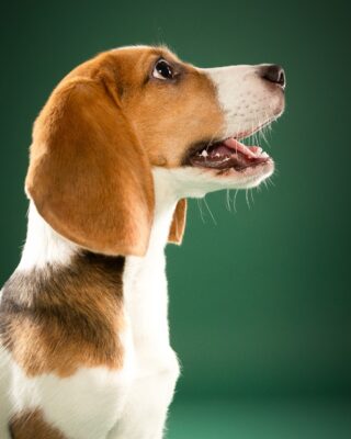 Maple & Goofy – Beagle und schwarzer Senior-Hund vor grünem Hintergrund – Tierfotografie PetPortraits Wien