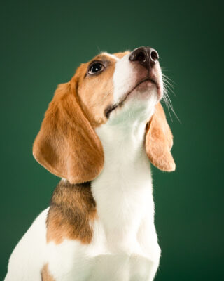 Maple & Goofy – Beagle und schwarzer Senior-Hund vor grünem Hintergrund – Tierfotografie PetPortraits Wien