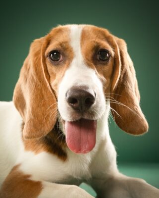 Maple & Goofy – Beagle und schwarzer Senior-Hund vor grünem Hintergrund – Tierfotografie PetPortraits Wien