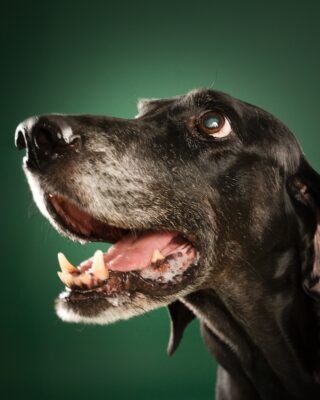 Maple & Goofy – Beagle und schwarzer Senior-Hund vor grünem Hintergrund – Tierfotografie PetPortraits Wien