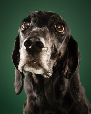 Maple & Goofy – Beagle und schwarzer Senior-Hund vor grünem Hintergrund – Tierfotografie PetPortraits Wien