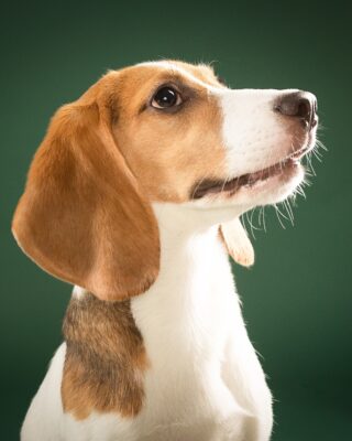 Maple & Goofy – Beagle und schwarzer Senior-Hund vor grünem Hintergrund – Tierfotografie PetPortraits Wien