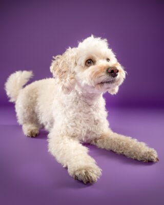 Maya, weißer Lockenhund, vor lila Hintergrund – Tierfotografie PetPortraits Wien