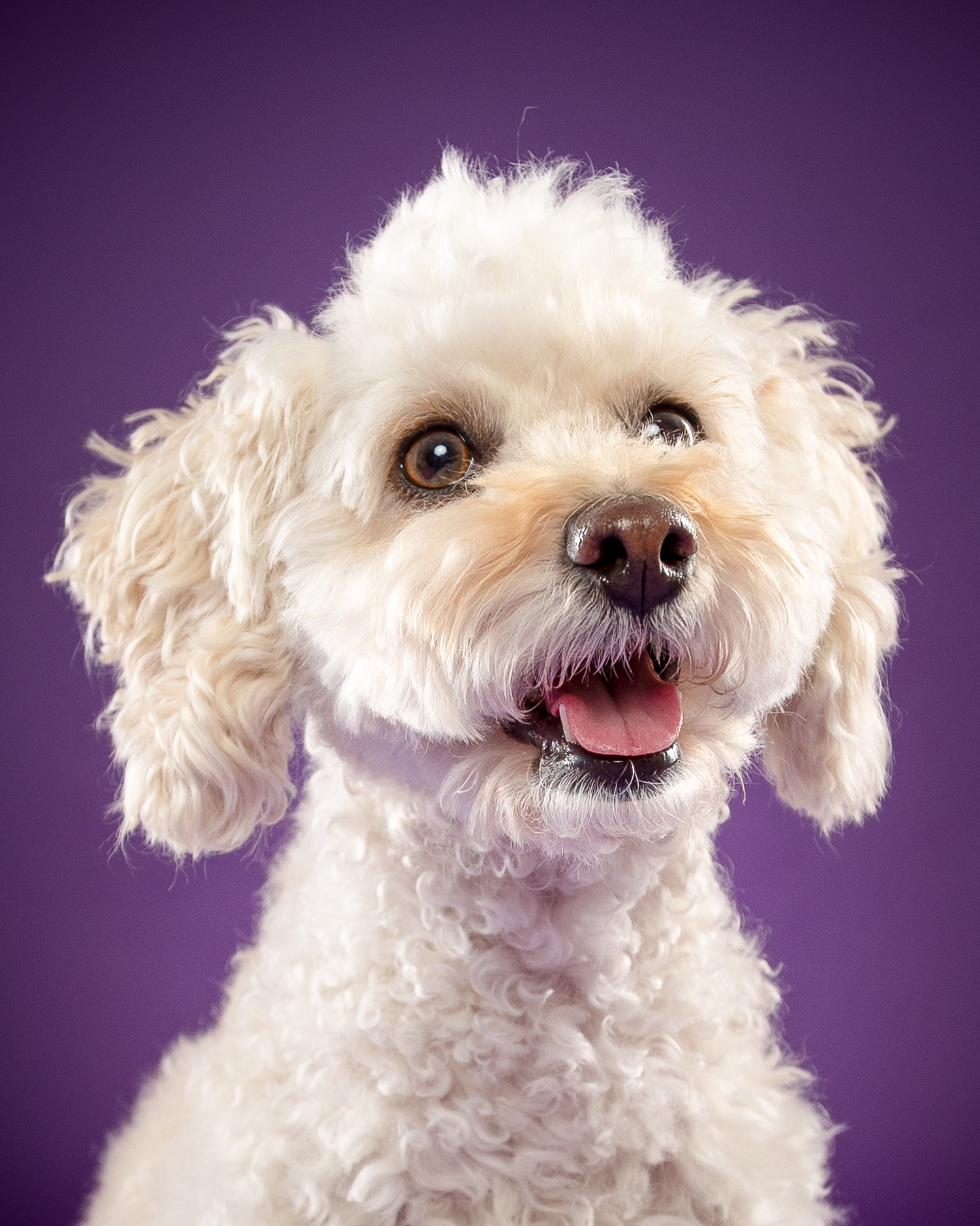 Maya, weißer Lockenhund, vor lila Hintergrund – Tierfotografie PetPortraits Wien