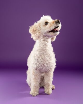 Maya, weißer Lockenhund, vor lila Hintergrund – Tierfotografie PetPortraits Wien