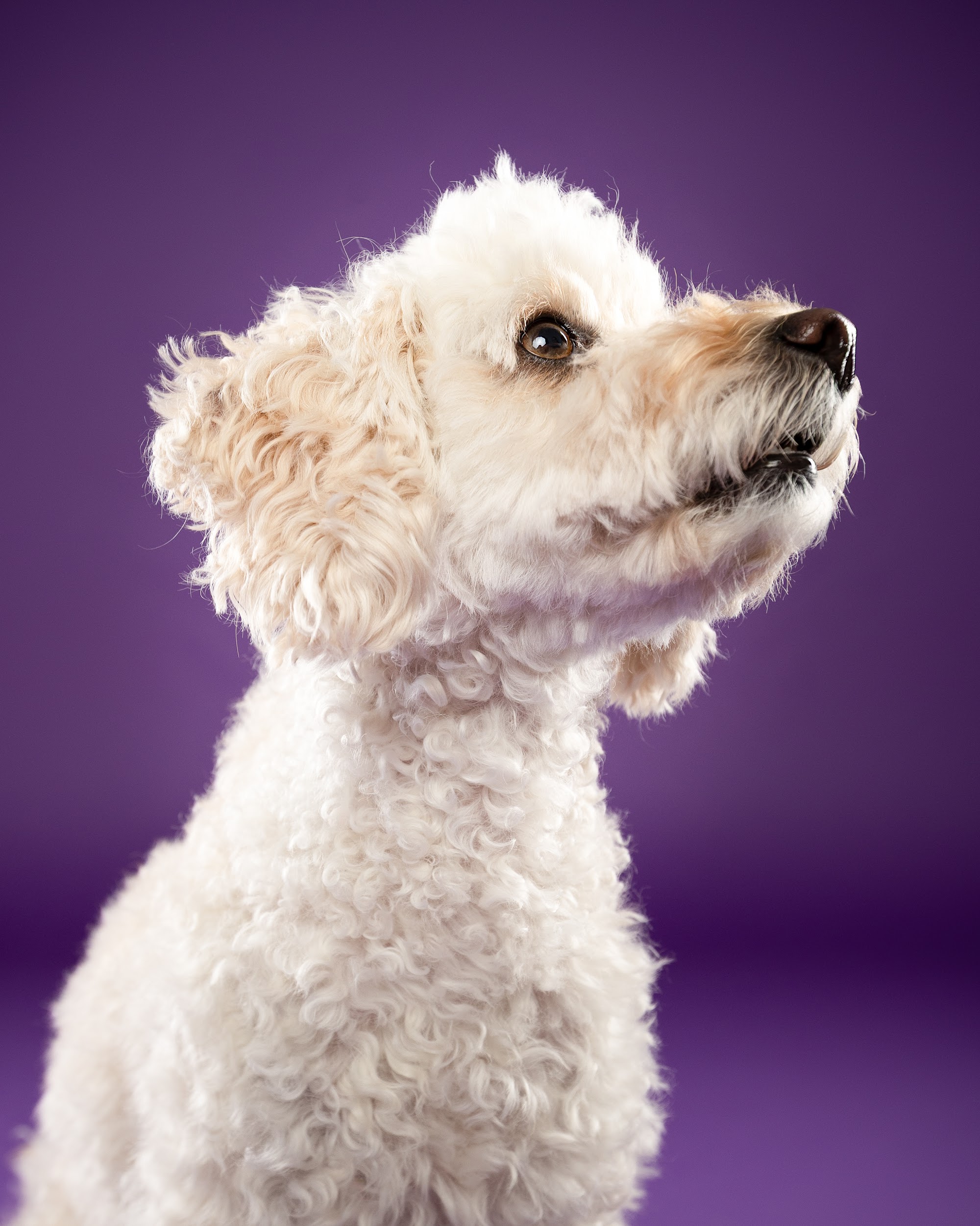 Maya, weißer Lockenhund, vor lila Hintergrund – Tierfotografie PetPortraits Wien