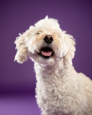 Maya, weißer Lockenhund, vor lila Hintergrund – Tierfotografie PetPortraits Wien
