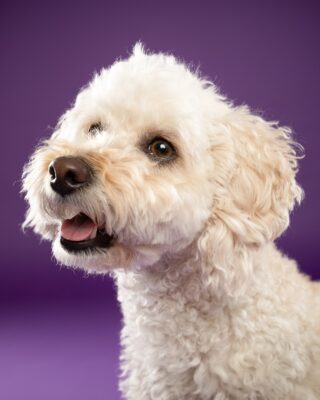 Maya, weißer Lockenhund, vor lila Hintergrund – Tierfotografie PetPortraits Wien