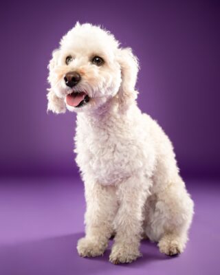 Maya, weißer Lockenhund, vor lila Hintergrund – Tierfotografie PetPortraits Wien